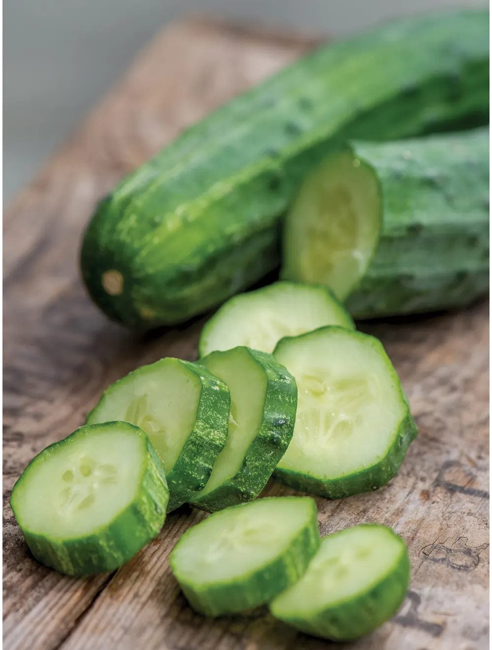 Cucumber Bush Champion - Burpee Seeds