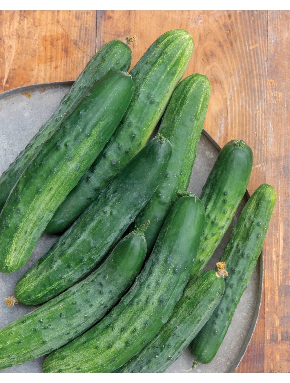 Cucumber Bush Champion - Burpee Seeds