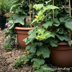 Cucumber Bush Slicer - Renee's Garden