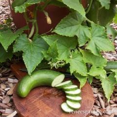 Cucumber Bush Slicer - Renee's Garden