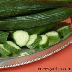 Cucumbers Chelsea Prize - Renee's Garden 