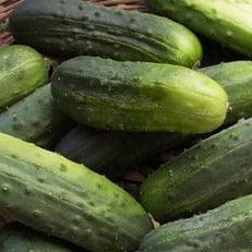 Cucumber Endeavor - Renee's Garden Seeds