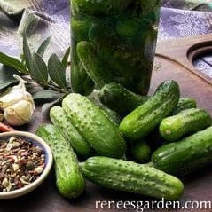 Cucumber Endeavor - Renee's Garden Seeds
