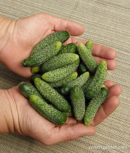 Cucumber French Cornichon - Renee's Garden