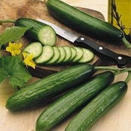 Cucumber Garden Oasis - Renee's Garden Seeds