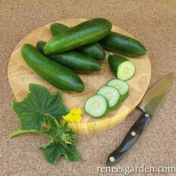 Cucumber Garden Oasis - Renee's Garden Seeds