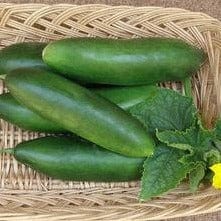 Cucumber Garden Oasis - Renee's Garden Seeds