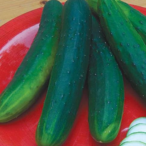 Cucumber Garden Sweet - Burpee Seeds