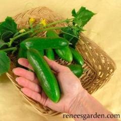 Cucumbers Green Fingers - Renee's Garden 