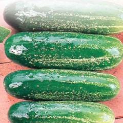 Cucumber Homemade Pickles - McKenzie Seeds