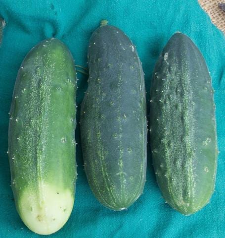 Cucumber Homemade Pickles - West Coast Seeds