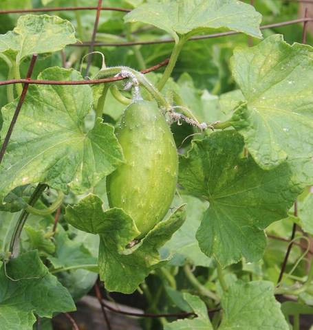 Cucumber Homemade Pickles - West Coast Seeds