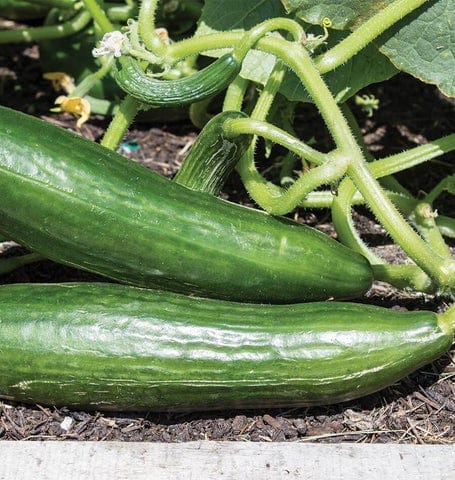 Cucumber Ishtar - West Coast Seeds