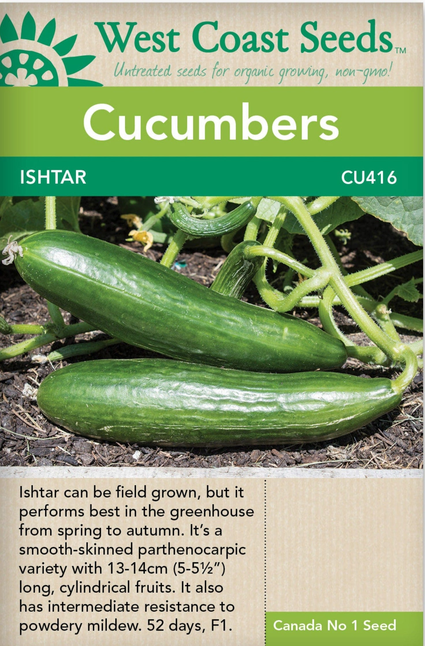 Cucumber Ishtar - West Coast Seeds