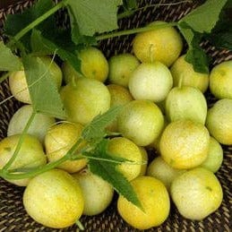 Cucumber Lemon - Renee's Garden Seeds