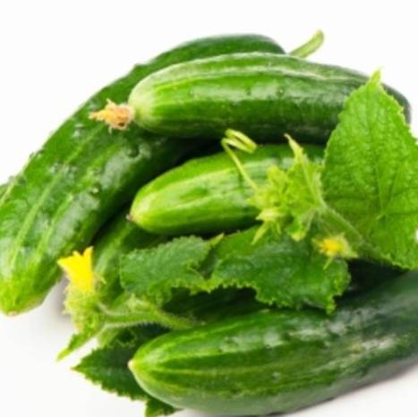 Cucumber Marketmore 76 - Aimers