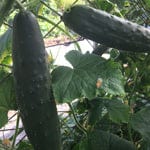 Cucumber Marketmore 76 - Good Earth Farms