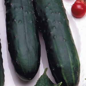 Cucumber Marketmore, Sow Easy - McKenzie Seeds