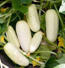 Cucumber Miniature White (Pickling) - Salt Spring Seeds