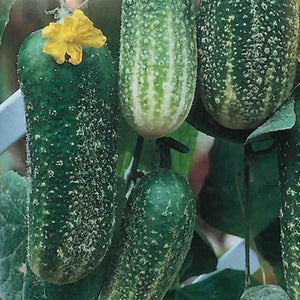 Cucumber Morden Early - McKenzie Seeds