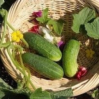 Cucumber National Pickling - Cornucopia Seeds