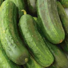 Seed Tape Cucumber Pickling - McKenzie Seeds