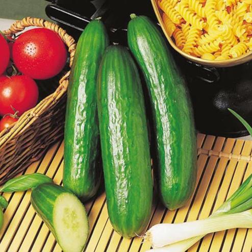 Cucumber Passandra F1 - Mr. Fothergill's Seeds