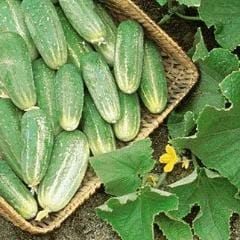 Cucumber Picklebush - Burpee Seeds
