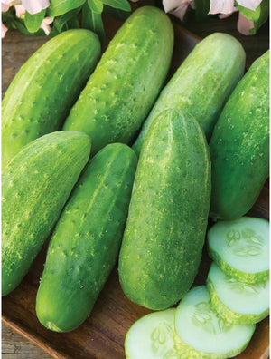 Cucumber Pickler - Burpee Seeds
