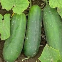 Cucumber Poinsett - Cornucopia Seeds
