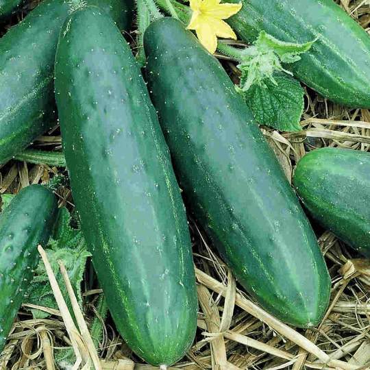 Cucumber Spacemaster - McKenzie Seeds