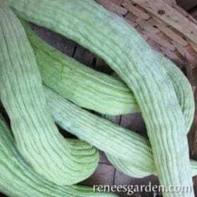 Cucumber Sweet Armenian - Renee's Garden Seeds