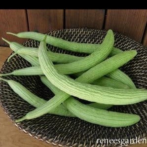 Cucumber Sweet Armenian - Renee's Garden Seeds