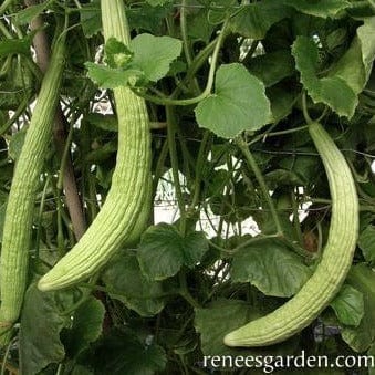 Cucumber Sweet Armenian - Renee's Garden Seeds