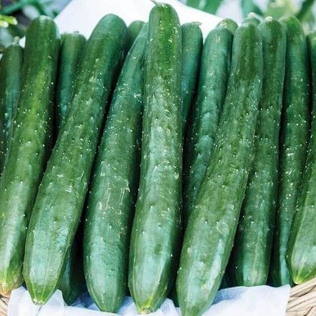 Cucumber Tasty Emperor - West Coast Seeds