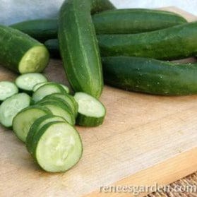 Cucumber Tasty Green - Renee's Garden Seeds