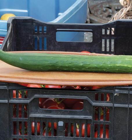 Cucumber Tasty Green - West Coast Seeds