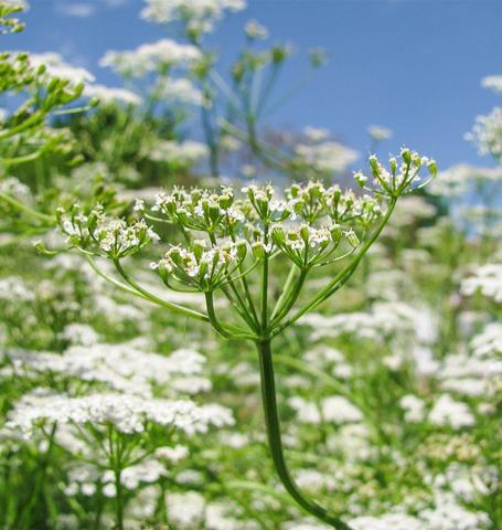 Cumin Herb - West Coast Seeds