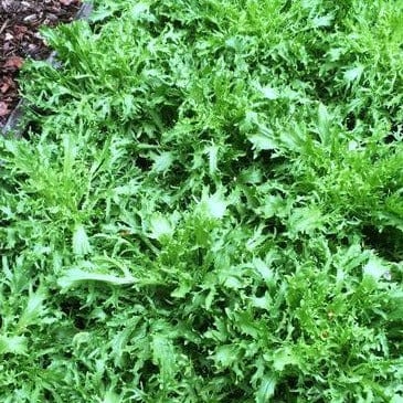 Curly Endive Glory Frisee - Renee's Garden Seeds