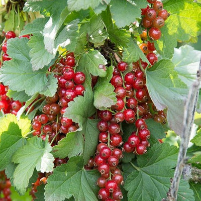 Currant - Red