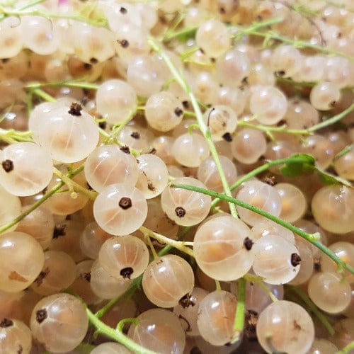 White Currant