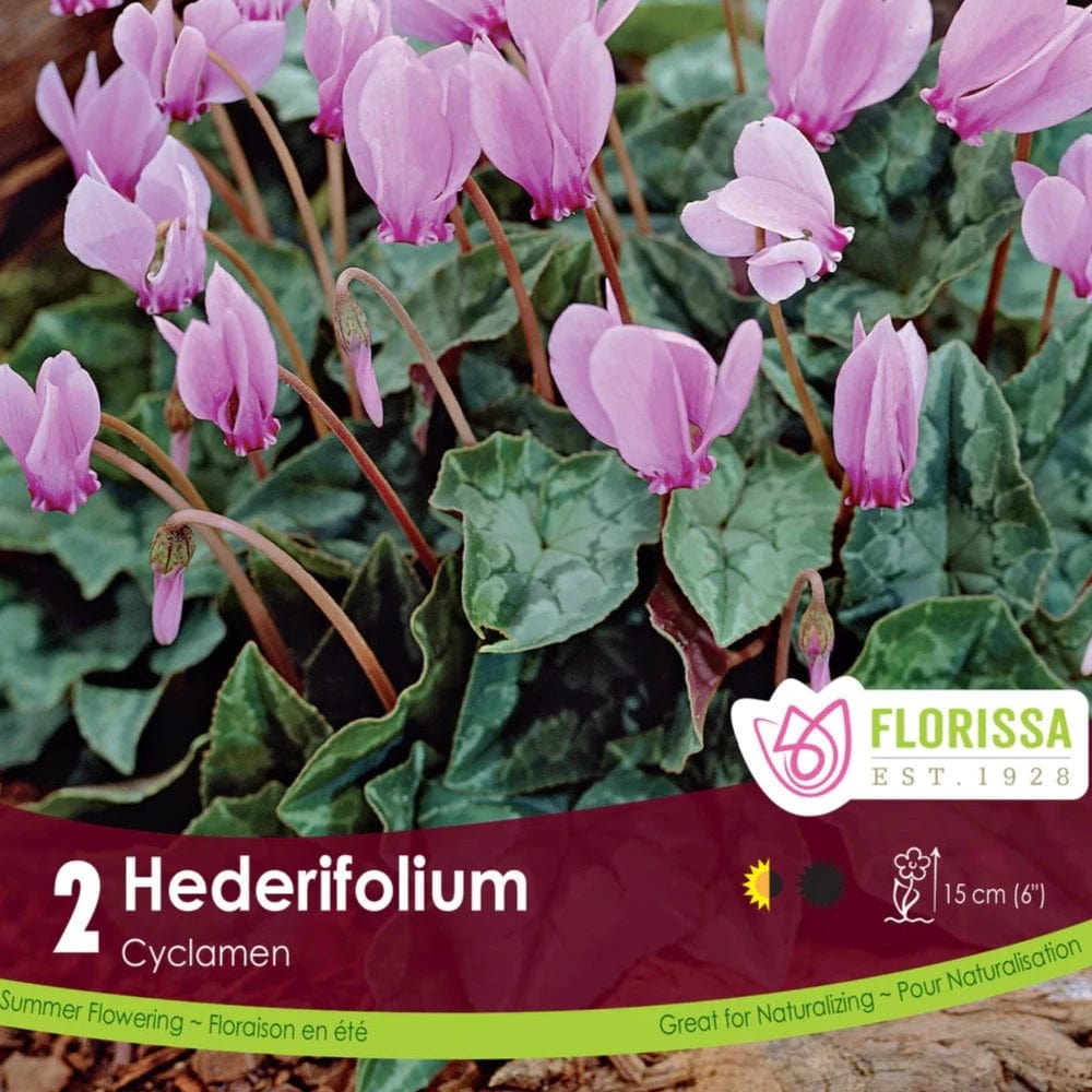 Cyclamen - Hederifolium, 2 Pack