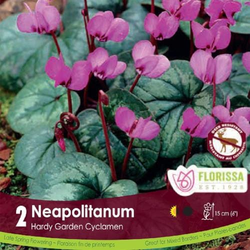Cyclamen Neopolitanum Pink Spring bulb