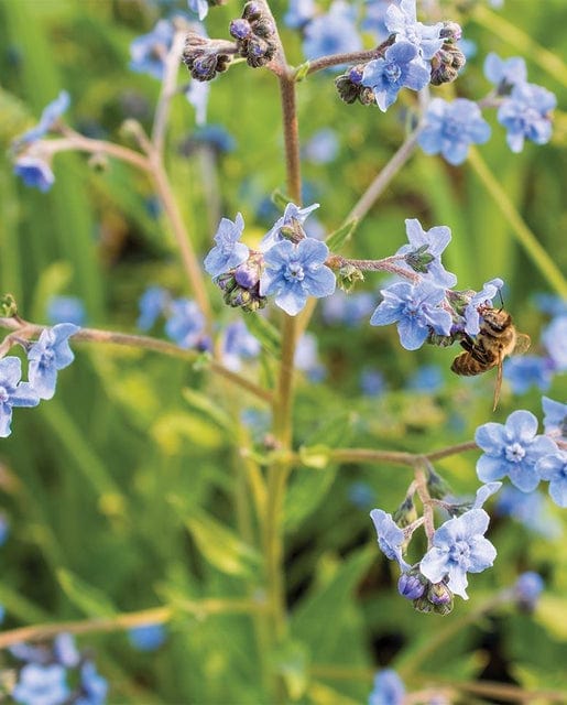 Cynoglossum Forget-Me-Nots - West Coast Seeds