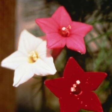 Cypress Vine Maiden Feather - Renee's Garden Seeds