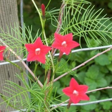 Cypress Vine Maiden Feather - Renee's Garden Seeds