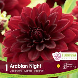 Dahlia Decorative Arabian Night Red Spring Bulb