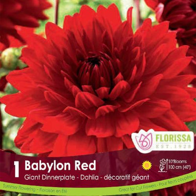 Dahlia Dinnerplate Babylon Red Spring Bulb