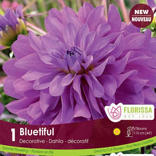 Decorative Dahlia Bluetiful Spring Bulb