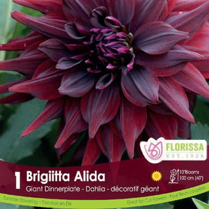 Dahlia Dinnerplate Brigitta Alida Purple Spring Bulb